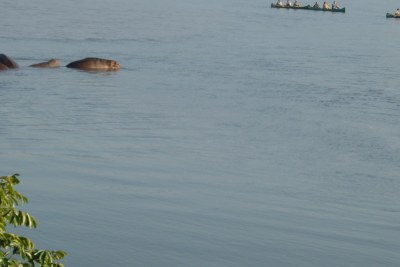 Hippos on Lake Kariba (file photo).