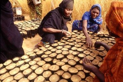 Mauritania: women workers in a tree nursery.