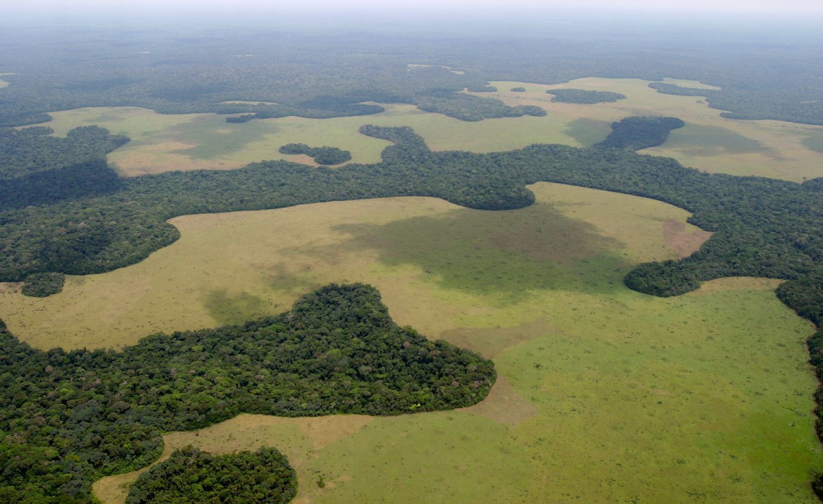 Cameroon Women Help With Reforestation  allAfrica.com