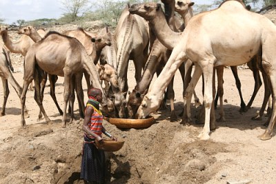 A Turkana girl waters camels from a hole dug in a dry river bed near Kenyas border with Uganda. Increasing drought has obliged pastoralists to travel further in their search for pasture and water. This often brings them into conflict with rival pastoralist communities.