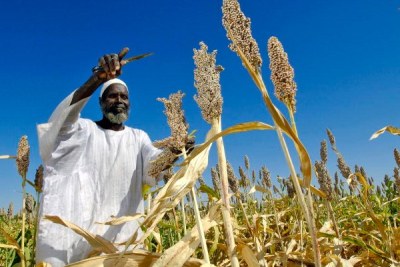 A Sudanese farmer harvests sorghum.