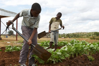 Children cultivating vegetables
