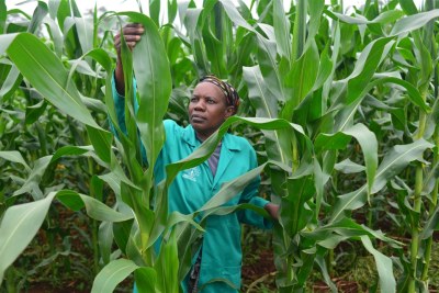 Aflatoxin contamination threatens food security in the region (file photo).