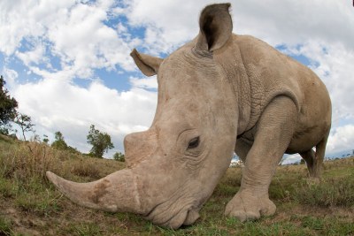 A southern white rhinoceros grazes.