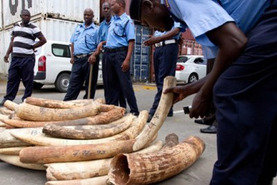 Kenya police net ivory at the Mombasa port which is said to be a major transit route for smugglers.
