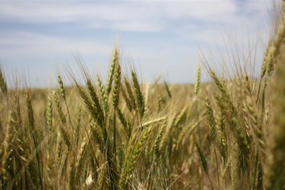 Hardier varieties of wheat bred at the Ethiopia Institute of Agricultural Research's Kulumsa research station in south eastern Ethiopia