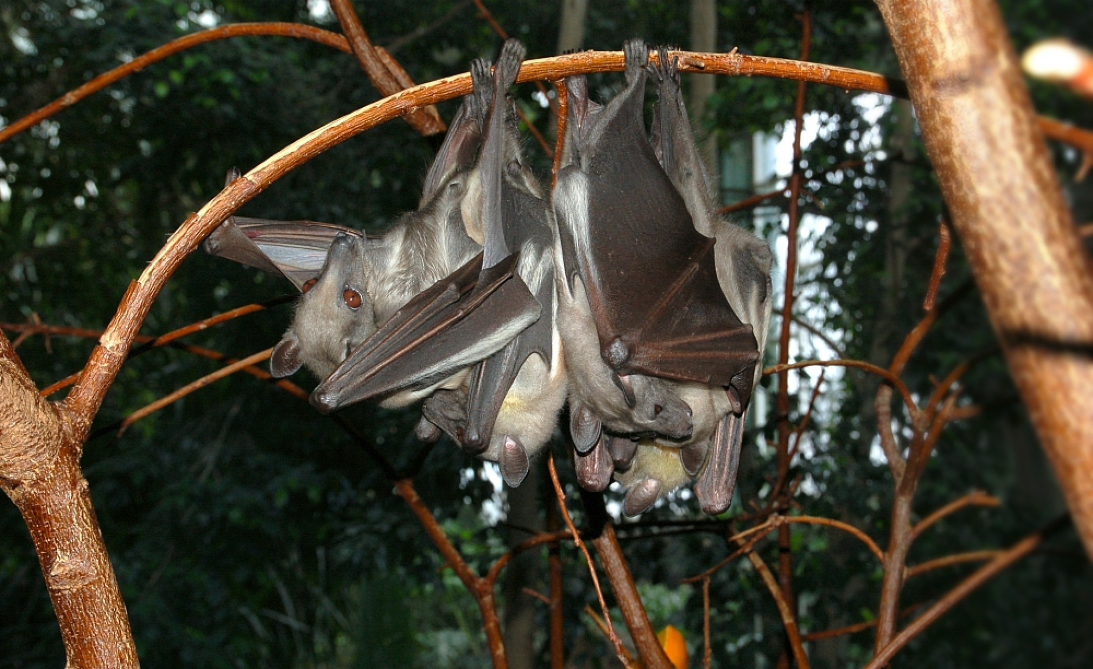 Africa Two New Bat Species Discovered in Kenya