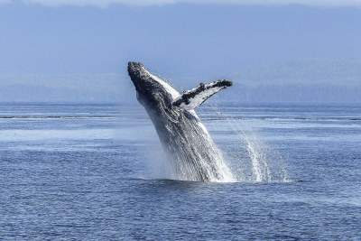 Humpback whale: The two men were found after an extensive search (file photo).