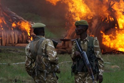 105 tonnes d’ivoire et 1,35 tonne de cornes de rhinocéros ont été brûlés à Nairobi, au Kenya le 30 avril 2016.