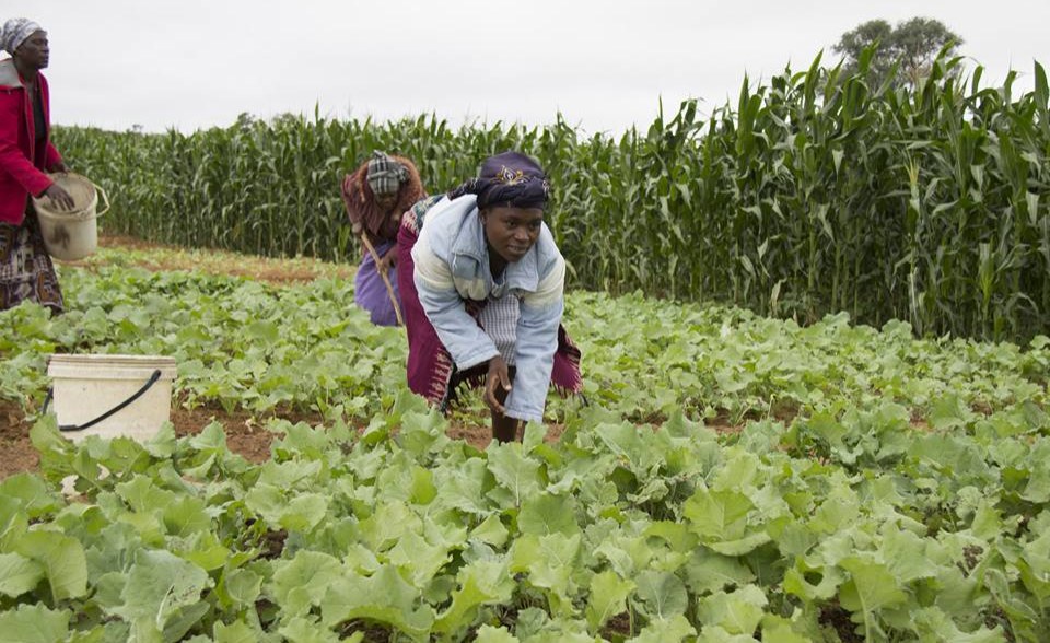 Zimbabwe Land 'Must Be ReDistributed Equally' to Avoid Hunger