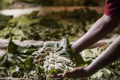 Mulunesh Ena is part of an existing project supported by icipe, working with five other women in her community near Arba Minch to raise silkworms.