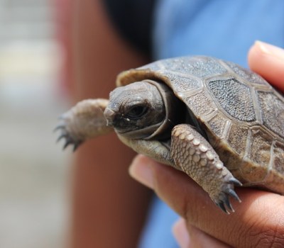 Dismay Over Loss of Baby Giant Tortoises - Seychelles Park