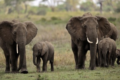 How did elephants evolve such a large brain? Climate change is part of the  answer