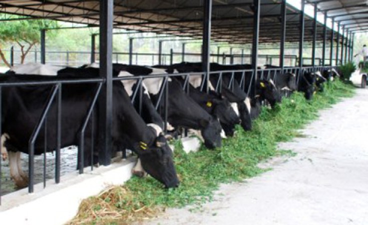 Tanzania: New Breeding Technology to Boost Milk Production 