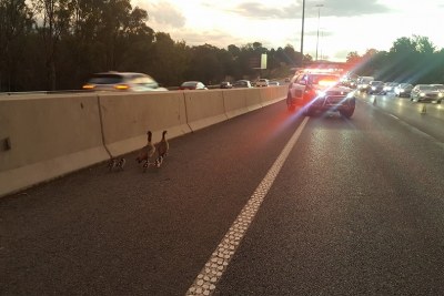 The family of ducks trapped on the highway.
