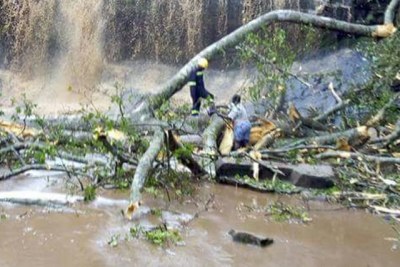Vingt personnes auraient été tuées après qu'un arbre tombé à Kintampo Falls au Ghana.