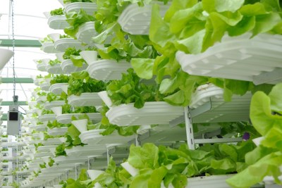 Growing lettuce at a vertical farm.