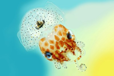 A baby Hawaiian bobtail squid, measuring just 1.5cm across, is pictured using photomacrography.