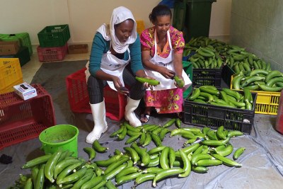 Bananas getting cleaned for packaging (file photo).