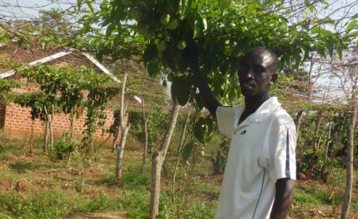 Uganda He Left Teaching To Grow Passion Fruits In Luwero