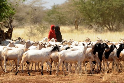 Des jeunes femmes dans un élevage de chèvres dans la Corne de l'Afrique.