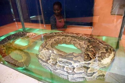 The African Rock Python popularly known as Omieri can be seen at the National Museums of Kenya.