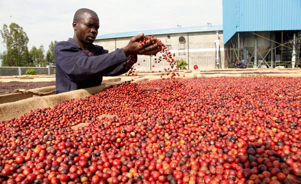 Kenya: Inside New Plans to Rescue Coffee Sector, Make Growing It Profitable