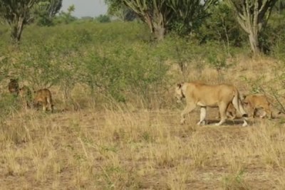 A pride of lions in Queen Elizabeth National Park (file photo).