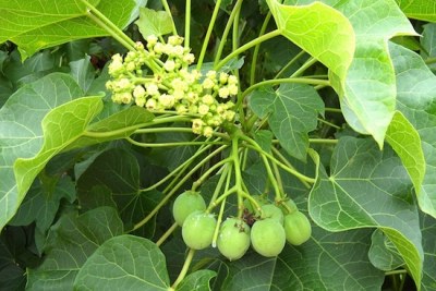 The jatropha plant is used to make biodiesel.