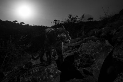 On the night of the full moon, the black leopard reappeared.