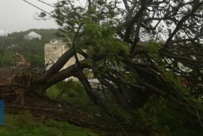 La chute des arbres a été fatale pour le réseau électrique de l’île.