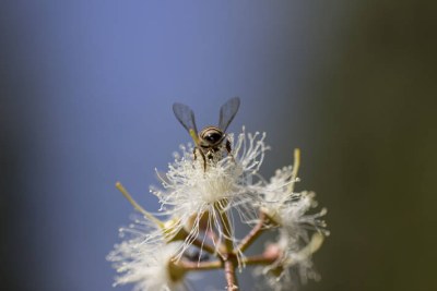 Une abeille recueillant le nectar et le pollen se pose sur une fleur à Bulawayo, au Zimbabwe.