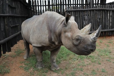 One of the five rhinos translocated to Rwanda from European zoos feed on arrival at Akagera National Park.