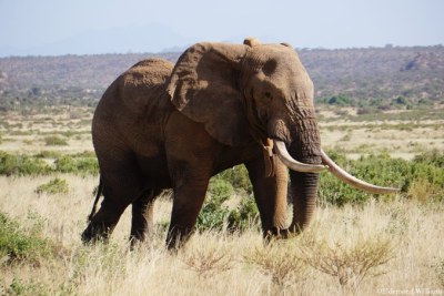 52 year old Matt - a beloved bull and one of North Kenya’s largest tuskers.
