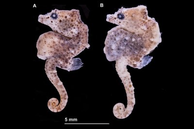 Hippocampus nalu, preserved specimens A SAMC-F041933, holotype female, 18.9 mm SL, and B SAMC-F041934, paratype, male, 22 mm SL; South Africa: Sodwana Bay, 2 Mile Reef.