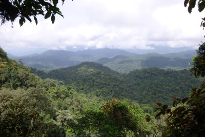 La forêt d'Ebo au Cameroun