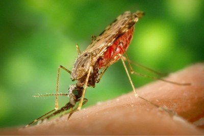 Mosquito. Malaria. Bite.