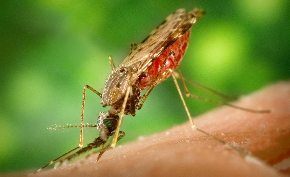 Los investigadores africanos están ‘un paso más cerca’ de los repelentes de mosquitos permanentes