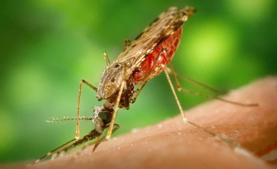 Zuid-Afrika: klimaatverandering beïnvloedt het gedrag van muggen.  Dit kan het uitroeien van malaria in Zuid-Afrika bemoeilijken