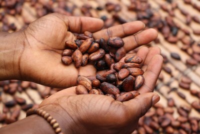 Séchage de fèves de cacao en Côte d'Ivoire.