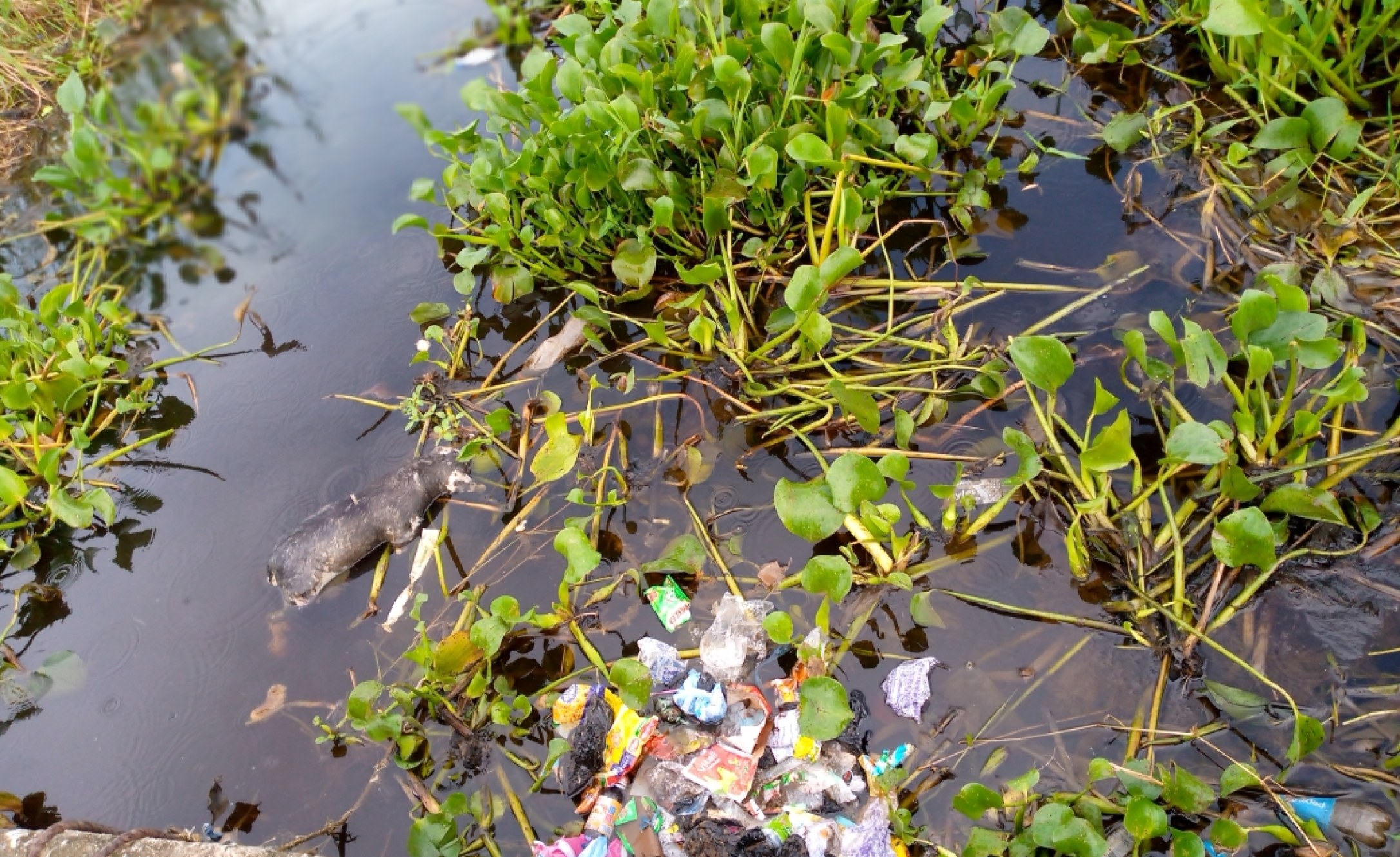 Nigeria How Unchecked Water Pollution Affects Fishing Communities in