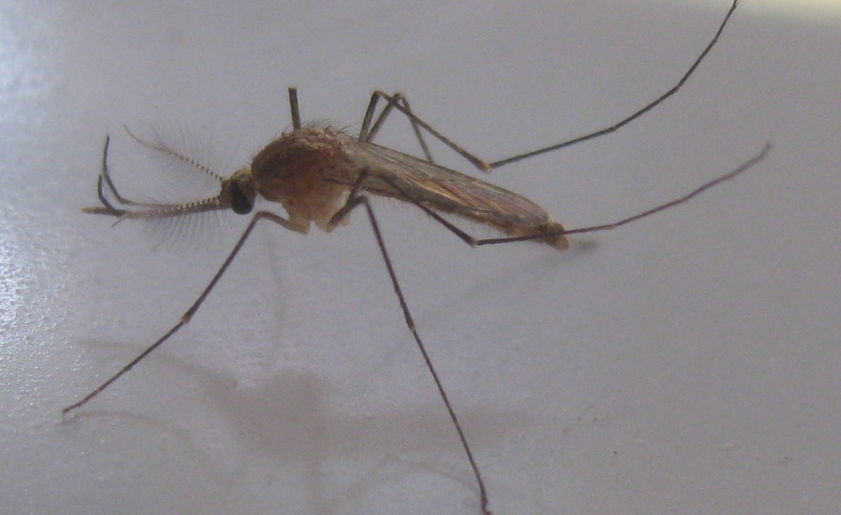 Africa Three Things You Should Know About Mosquitoes