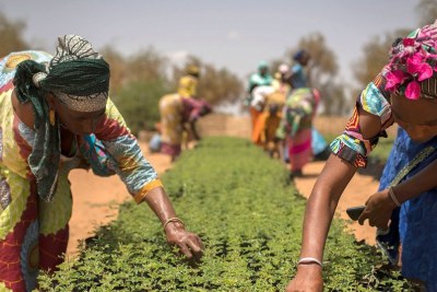 In Koyli Alpha, Senegal, women work in tree nurseries created as part of the Great Green Wall Initiative.