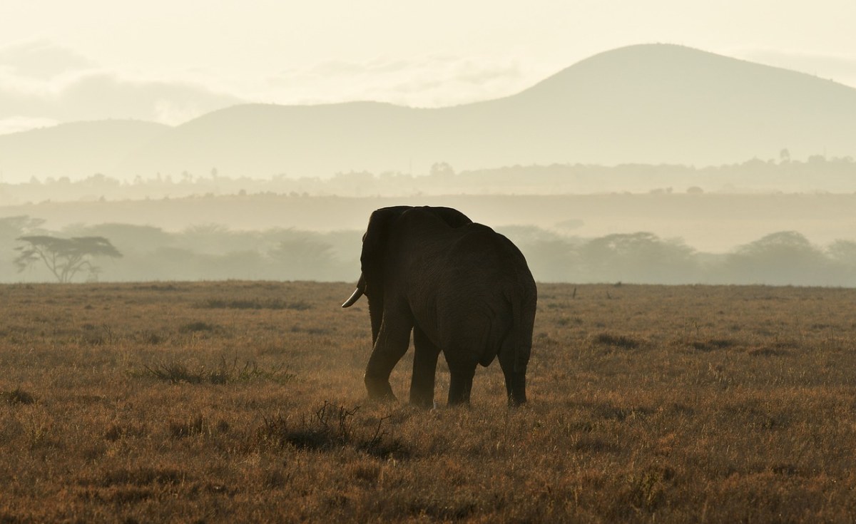 Red Tiger Gaming and African-Themed Slots